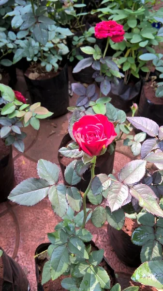 Vista Cênica Flores Rosa Para Uso Multiúso — Fotografia de Stock