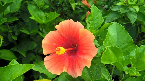 Vista Panorâmica Hibisco Rosemallow Flor Plantas Para Uso Multiúso — Fotografia de Stock