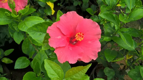 Malowniczy Widok Hibiscus Lub Kwiat Róży Roślin Wielofunkcyjnego Użytku — Zdjęcie stockowe