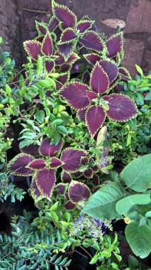 Coleus Blumei ya da Plectranthus scutellarioides olarak da adlandırılan koleus bitkilerinin manzarası 
