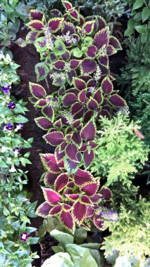 Coleus Blumei ya da Plectranthus scutellarioides olarak da adlandırılan koleus bitkilerinin manzarası 