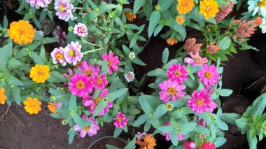 Renkli çiçeklerin ve bitkilerin çok amaçlı kullanımının manzarası