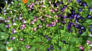 Torenia Fournieri lades kemiği çiçeği ya da mavi kanat çiçeği olarak da bilinir.