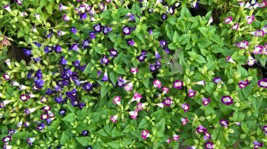 Torenia Fournieri lades kemiği çiçeği ya da mavi kanat çiçeği olarak da bilinir.