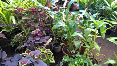 çok amaçlı kullanım için bitkilerin manzarası