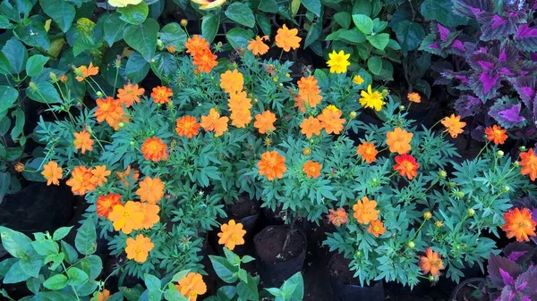 Vue Panoramique Fleurs Plantes Colorées Usages Multiples — Photo