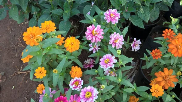 Vista Cênica Flores Coloridas Plantas Para Usos Multiúso — Fotografia de Stock