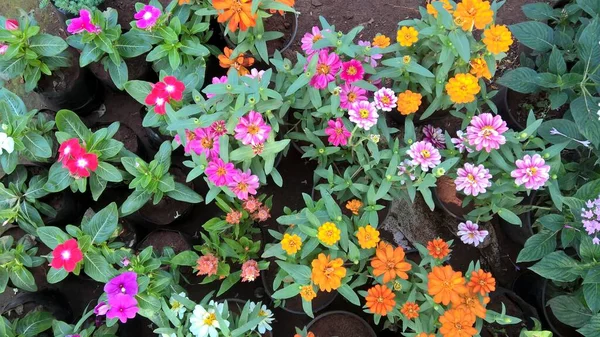 Vista Panorámica Coloridas Flores Plantas Para Usos Multiusos — Foto de Stock