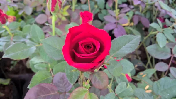 Scenic View Rose Flowers Multipurpose Use — Stock Photo, Image