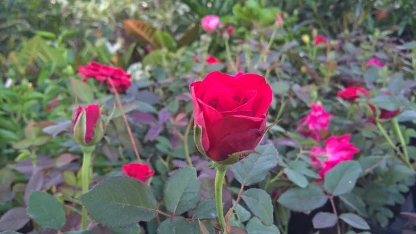 Vista Cênica Flores Rosa Para Uso Multiúso — Fotografia de Stock