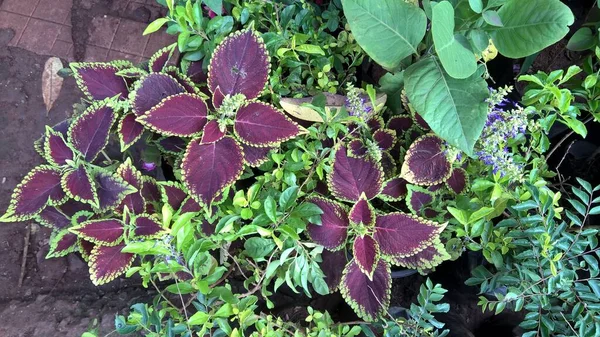 Schilderachtig Uitzicht Coleus Planten Ook Wel Coleus Blumei Plectranthus Scutellarioides — Stockfoto