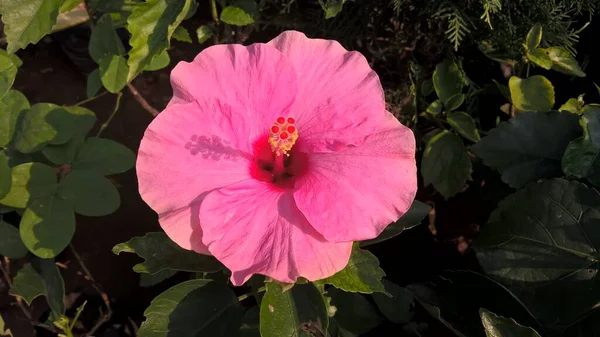 Vue Panoramique Hibiscus Fleur Romarin Jachère Des Plantes Usages Multiples — Photo