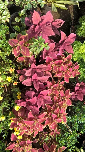 Coleus Blumei ya da Plectranthus scutellarioides olarak da adlandırılan koleus bitkilerinin manzarası 