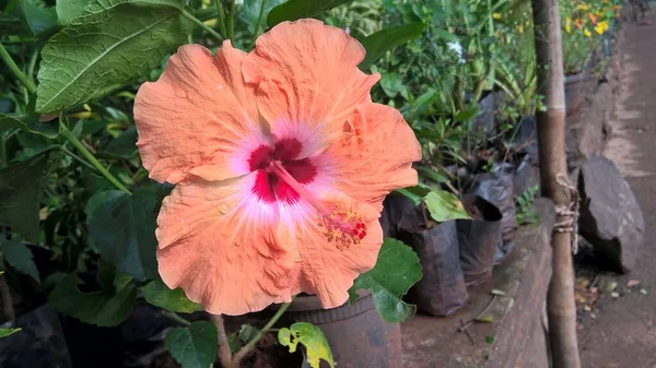 Çok Amaçlı Kullanım Için Hibiscus Veya Gül Çiçeği Bitkilerin Manzarası — Stok fotoğraf