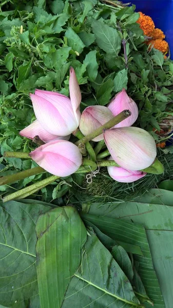 Vue Panoramique Bouquet Bourgeons Fleurs Lotus — Photo