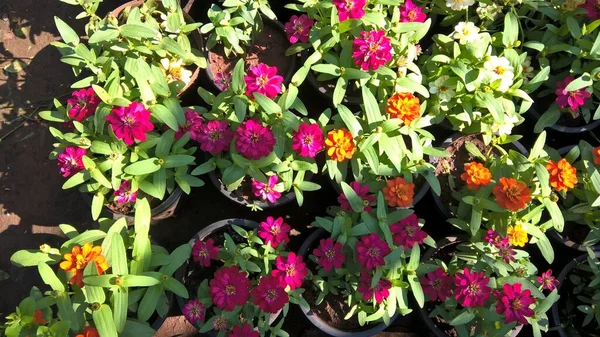 Renkli çiçeklerin ve bitkilerin çok amaçlı kullanımının manzarası