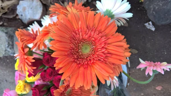 Scenisk Bild Färgglada Gerbera Tusensköna Blommor För Mångsidigt Bruk — Stockfoto