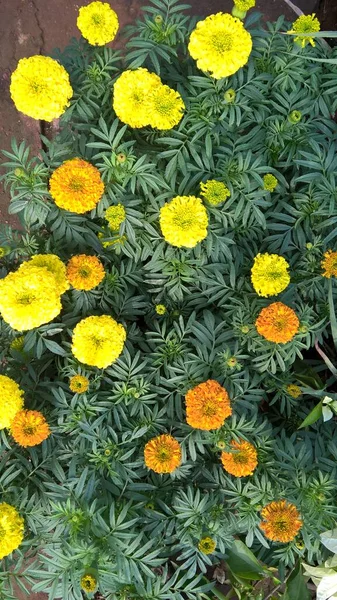 Vista Panorámica Las Flores Tagetes Para Uso Multiusos — Foto de Stock