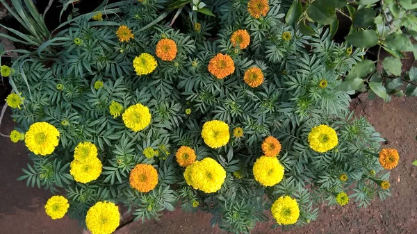 Vista Panorámica Las Flores Tagetes Para Uso Multiusos — Foto de Stock