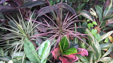 çok amaçlı kullanım için bitkilerin manzarası