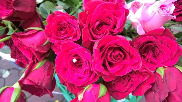 Malowniczy Widok Kwiaty Róży Wielofunkcyjnego Użytku — Zdjęcie stockowe