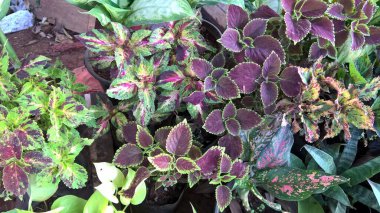 Coleus bitkileri de Coleus blumei veya Plectranthus scutellarioides olarak adlandırılır.