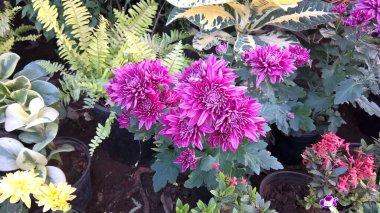 Renkli çiçek ve bitkilerin çok amaçlı kullanımı manzarası