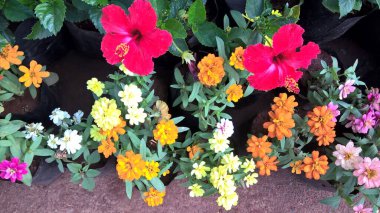 Renkli çiçek ve bitkilerin çok amaçlı kullanımı manzarası