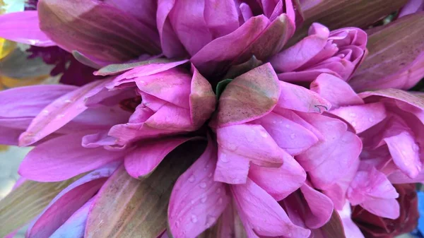 Vue Panoramique Bouquet Fleurs Lotus Couleur Rose — Photo