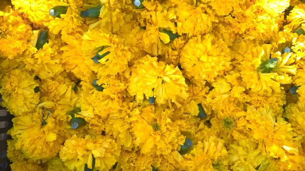 Vista Cênica Cor Amarela Estocada Tagetes Flores — Fotografia de Stock