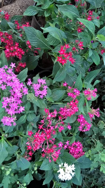 Vista Panorámica Flores Plantas Coloridas Para Uso Multipropósito — Foto de Stock