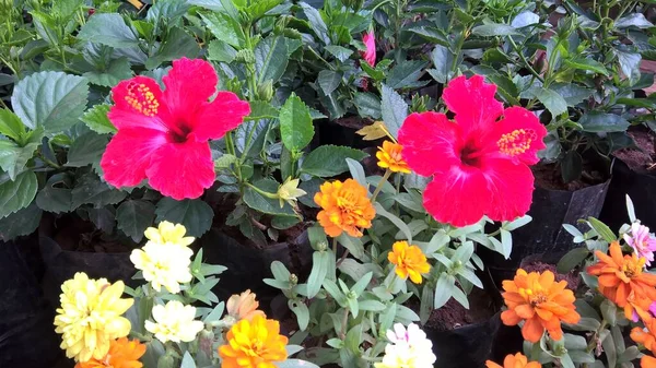 Vista Panorâmica Flores Coloridas Plantas Para Uso Multiúso — Fotografia de Stock