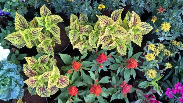 Renkli çiçek ve bitkilerin çok amaçlı kullanımı manzarası