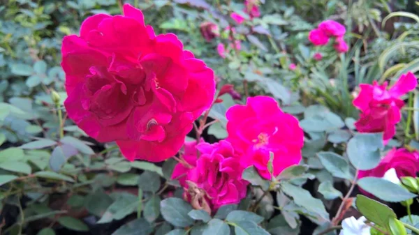 Szenische Ansicht Der Rosa Farbe Rose Blumen Und Pflanzen — Stockfoto