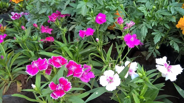 Vista Panorâmica Flores Coloridas Plantas Para Uso Multiúso — Fotografia de Stock