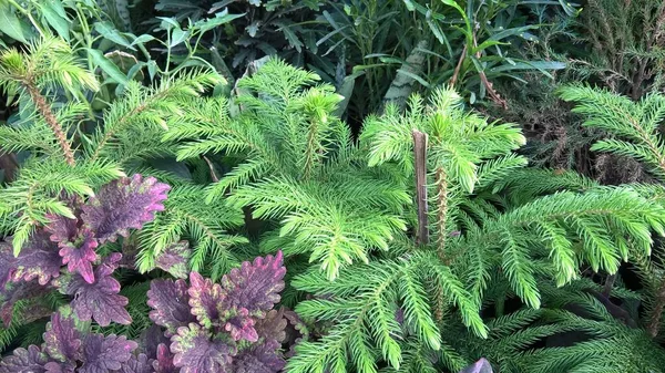 Мальовничий Вид Зелене Листя Рослини Багатоцільового Використання — стокове фото