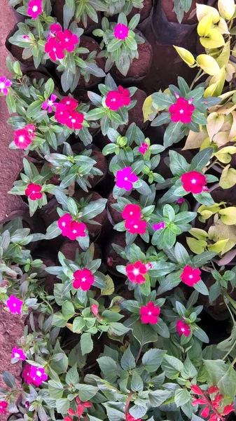 Flores Catharanthus Também Chamado Periwinkle Sadabahar Flor Planta — Fotografia de Stock