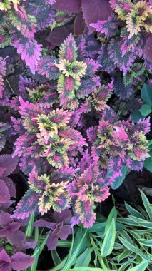 Coleus bitkileri de Coleus blumei veya Plectranthus scutellarioides olarak adlandırılır.