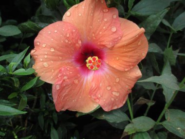 çok amaçlı kullanım için renkli amber çiçekleri ve bitkileri