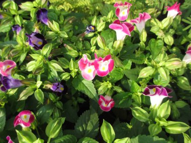 çok amaçlı kullanım için renkli çiçekler ve bitkiler