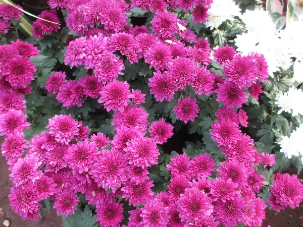 Барвисті Квіти Рослини Багатоцільового Використання — стокове фото