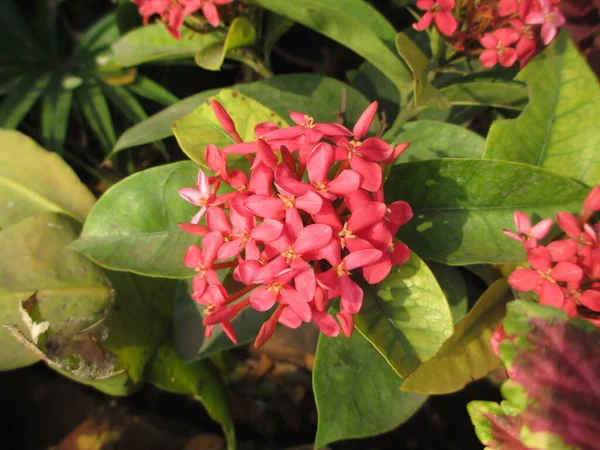 Красочные Цветы Растения Многофункционального Использования — стоковое фото