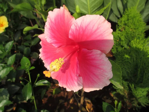 Bunte Hibiskusblüten Und Pflanzen Für Den Vielseitigen Einsatz — Stockfoto