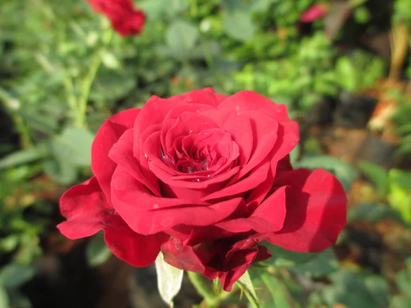 Барвисті Троянди Квіти Рослини Багатоцільового Використання — стокове фото
