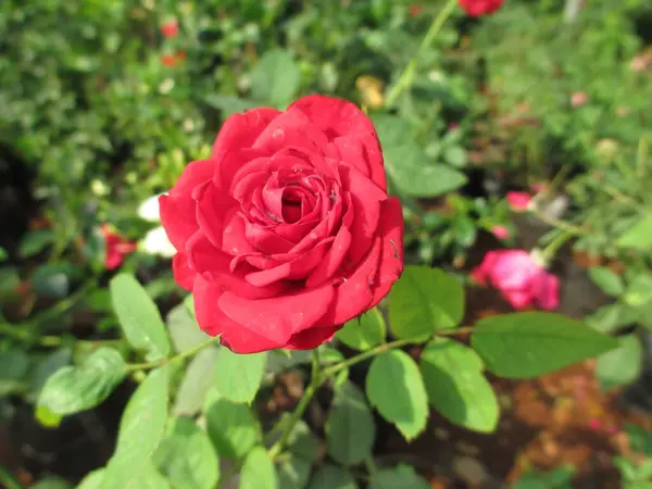 Πολύχρωμα Λουλούδια Τριαντάφυλλο Και Φυτά Για Χρήση Πολλαπλών Χρήσεων — Φωτογραφία Αρχείου