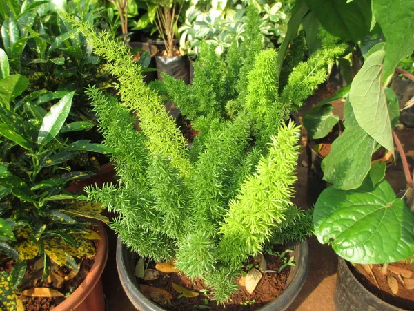 Schilderachtige Weergave Van Planten Voor Multifunctioneel Gebruik — Stockfoto