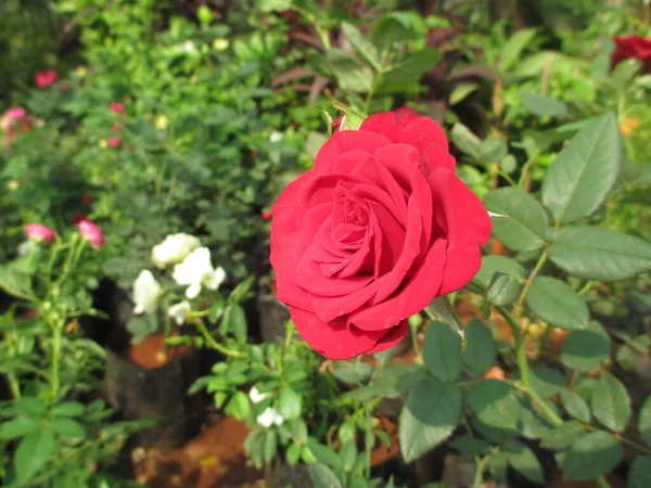Flores Rosas Coloridas Plantas Para Uso Multiúso — Fotografia de Stock