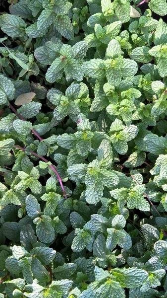 Schilderachtige Weergave Van Muntbladeren Planten Voor Multifunctioneel Gebruik — Stockfoto