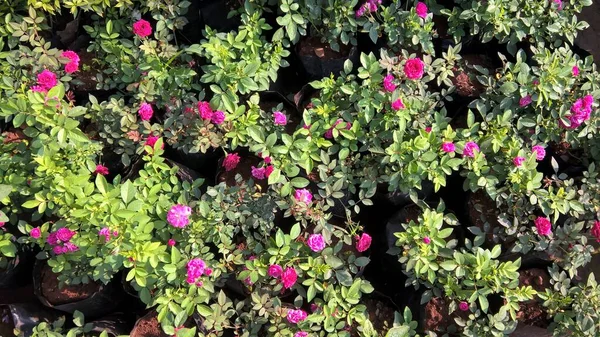 Coloridas Flores Plantas Para Uso Multiusos — Foto de Stock