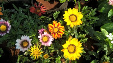 Çok amaçlı kullanım için taze renkli çiçekler ve bitkilerin manzarası